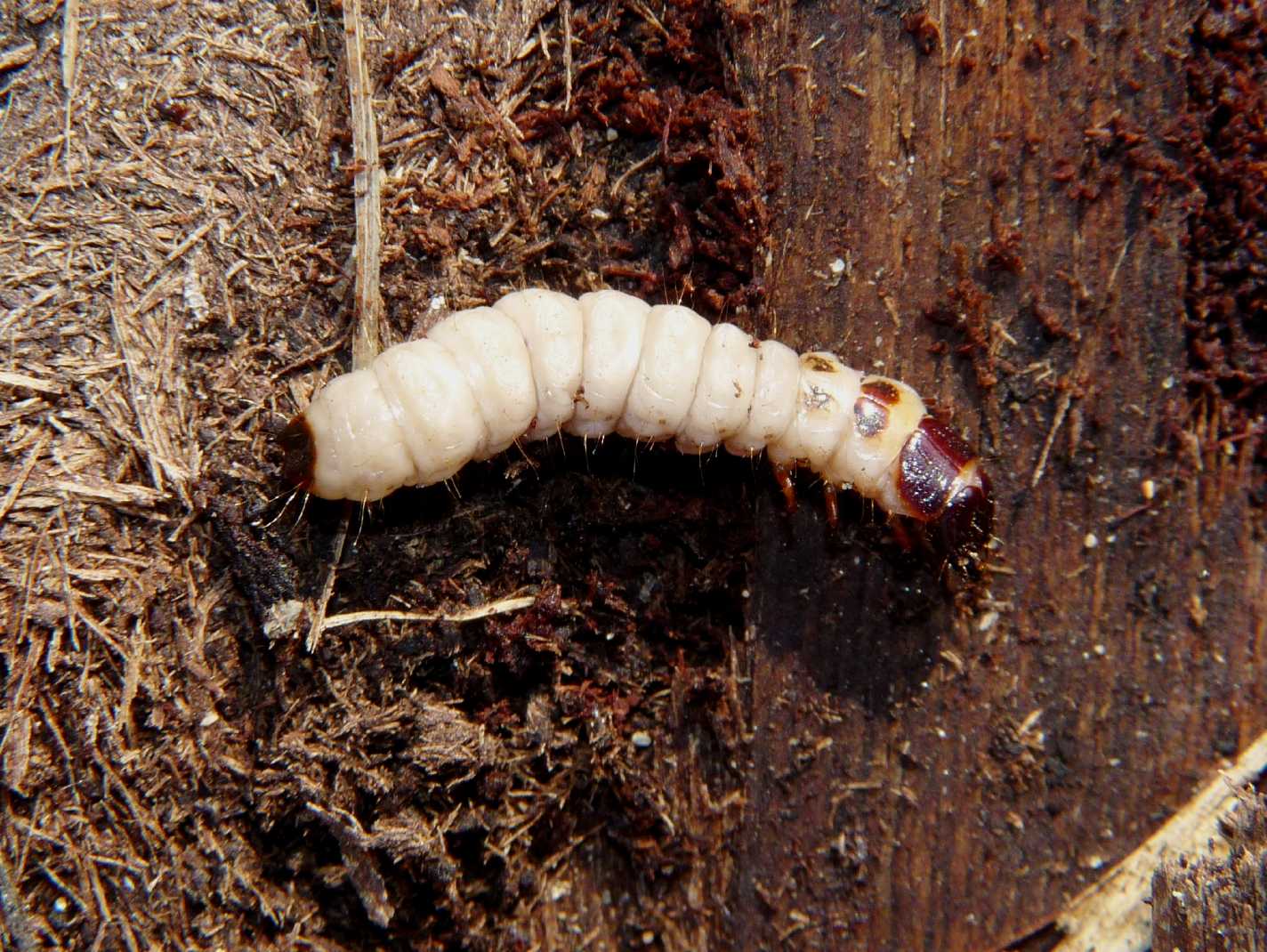 Larva in corteccia di pioppo morto: probabile Trogositidae